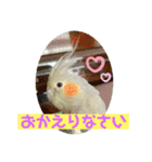 オカメインコのポン 2（個別スタンプ：11）