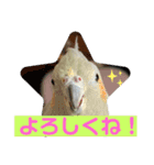オカメインコのポン 2（個別スタンプ：12）