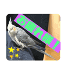 オカメインコのポン 2（個別スタンプ：14）