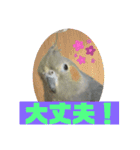 オカメインコのポン 2（個別スタンプ：15）