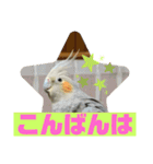オカメインコのポン 2（個別スタンプ：16）