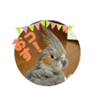 オカメインコのポン 2（個別スタンプ：17）