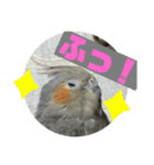オカメインコのポン 2（個別スタンプ：18）