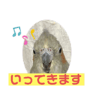オカメインコのポン 2（個別スタンプ：20）