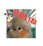 オカメインコのポン 2（個別スタンプ：21）