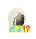 オカメインコのポン 2（個別スタンプ：23）