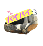 オカメインコのポン 2（個別スタンプ：24）