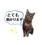 コタちゃんと愉快な仲間たちスタンプ（個別スタンプ：9）