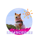 柴犬ロコ_2020June（個別スタンプ：1）
