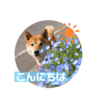 柴犬ロコ_2020June（個別スタンプ：2）