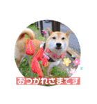 柴犬ロコ_2020June（個別スタンプ：4）