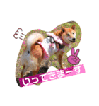柴犬ロコ_2020June（個別スタンプ：5）
