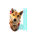 柴犬ロコ_2020June（個別スタンプ：6）