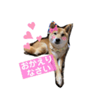 柴犬ロコ_2020June（個別スタンプ：7）