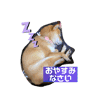 柴犬ロコ_2020June（個別スタンプ：8）