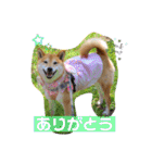 柴犬ロコ_2020June（個別スタンプ：9）