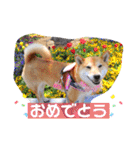 柴犬ロコ_2020June（個別スタンプ：10）