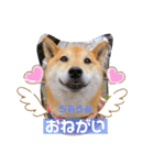 柴犬ロコ_2020June（個別スタンプ：11）