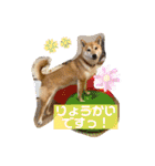 柴犬ロコ_2020June（個別スタンプ：12）