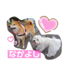 柴犬ロコ_2020June（個別スタンプ：13）
