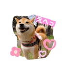 柴犬ロコ_2020June（個別スタンプ：14）