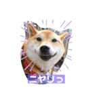 柴犬ロコ_2020June（個別スタンプ：15）