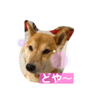 柴犬ロコ_2020June（個別スタンプ：16）