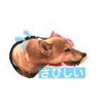 柴犬ロコ_2020June（個別スタンプ：17）