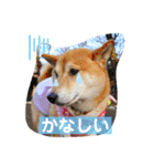 柴犬ロコ_2020June（個別スタンプ：18）