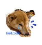 柴犬ロコ_2020June（個別スタンプ：19）