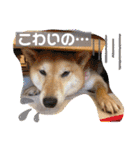 柴犬ロコ_2020June（個別スタンプ：20）