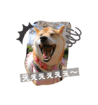 柴犬ロコ_2020June（個別スタンプ：21）
