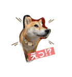 柴犬ロコ_2020June（個別スタンプ：22）