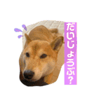 柴犬ロコ_2020June（個別スタンプ：23）