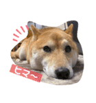 柴犬ロコ_2020June（個別スタンプ：24）