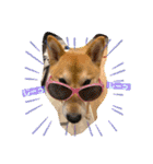 柴犬ロコ_2020June（個別スタンプ：25）