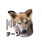 柴犬ロコ_2020June（個別スタンプ：26）