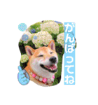 柴犬ロコ_2020June（個別スタンプ：27）