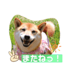 柴犬ロコ_2020June（個別スタンプ：28）