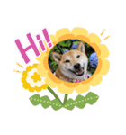 柴犬ロコ_2020June（個別スタンプ：29）