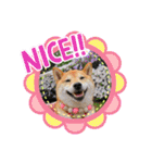 柴犬ロコ_2020June（個別スタンプ：30）