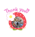 柴犬ロコ_2020June（個別スタンプ：31）