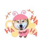 柴犬ロコ_2020June（個別スタンプ：32）