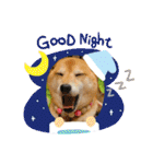 柴犬ロコ_2020June（個別スタンプ：33）
