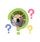 柴犬ロコ_2020June（個別スタンプ：35）