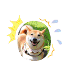 柴犬ロコ_2020June（個別スタンプ：36）