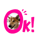 柴犬ロコ_2020June（個別スタンプ：37）
