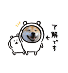 柴犬ロコ_2020June（個別スタンプ：39）