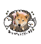 柴犬ロコ_2020June（個別スタンプ：40）