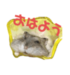 おにぎりまるぷーすけ①（個別スタンプ：1）